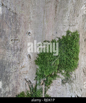 green mold on the bark of a tree Stock Photo