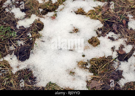 Fallen brown oak leaves on the ground Stock Photo