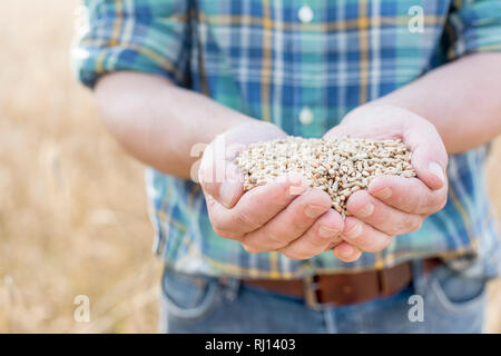 Farmer holding wheat seeds in hands cupped at farm Stock Photo