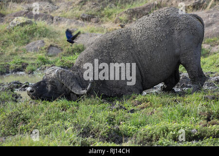 African buffalo, taking mud bath, Syncerus caffer, Masai Mara National Reserve, Kenya Stock Photo