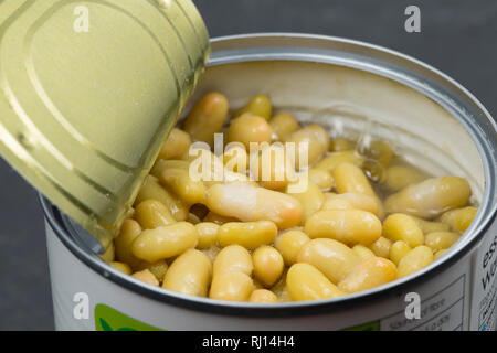 An opened can of flageolet beans in water bought from a Waitrose supermarket. England UK GB. Photographed on a dark, slate background Stock Photo