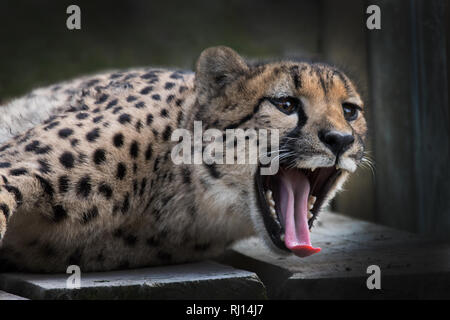 Cheetah showing off aggression Stock Photo