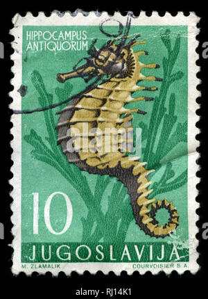 Postage stamp from the former state of Yugoslavia in the Adriatic Sea Animals series issued in 1956 Stock Photo