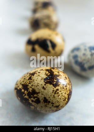 Quail eggs in a row on light background Stock Photo