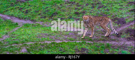 cheetah walking in a pasture and looking towards the camera, threatened cat specie from Africa Stock Photo