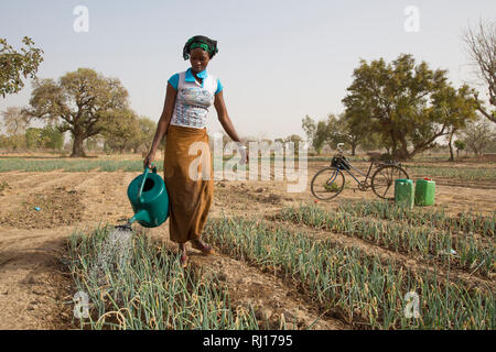 La-toden village, Yako Province, Burkina Faso. Abzeta Sourgou, 24, mother of 2, watering her onions in her market garden.   She uses a bike to carry water from the one well that still has water to her plot. Stock Photo