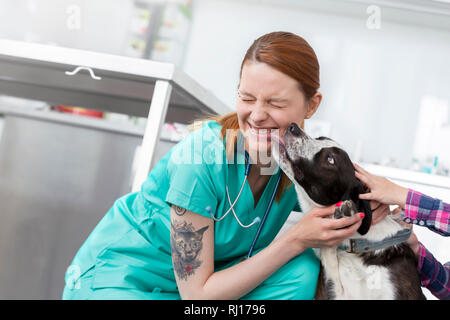 Dog licking smiling young veterinary doctor at clinic Stock Photo