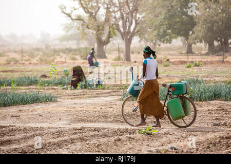 La-toden village, Yako Province, Burkina Faso. Abzeta Sourgou, 24, mother of 2, watering her onions in her market garden.   She uses a bike to carry water from the one well that still has water to her plot. Stock Photo