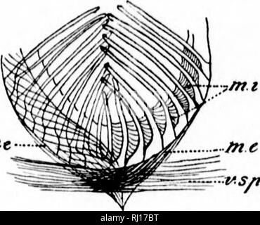 Supination Stock Illustrations – 121 Supination Stock