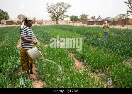 La-toden village, Yako Province, Burkina Faso.  Women's small household garden close to their homes.  The wells here are deeper and do not run dry. The women are growing onions for their own use and to sell in the market. Stock Photo