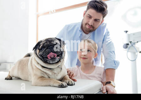 Owners looking at pug on bed in veterinary clinic Stock Photo