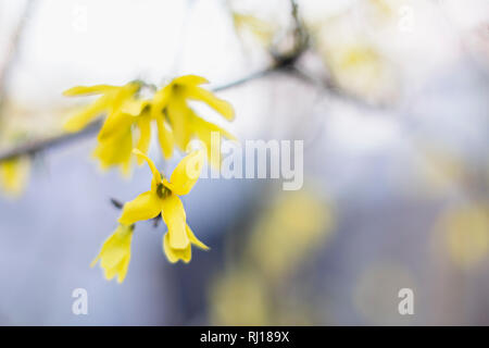 Forsythia flowers in front of blue color. Golden Bell, Border Forsythia Forsythia x intermedia, europaea blooming in spring garden bush, sun backlight Stock Photo