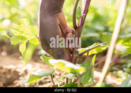 Samba village, Yako Province, Burkina Faso : Collette Guiguemde working in her husband's market garden, harvesting okra. Stock Photo