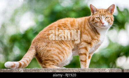 Ginger cat looking at the camera Stock Photo