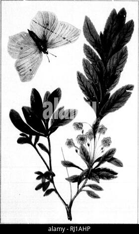 . Wild flowers of Canada [microform]. Wild flowers; Flowers; Botany; Fleurs sauvages; Fleurs; Botanique. . Please note that these images are extracted from scanned page images that may have been digitally enhanced for readability - coloration and appearance of these illustrations may not perfectly resemble the original work.. Iles, George, 1852-1942. Montreal : Montreal Star Stock Photo