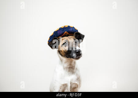 Portrait of cute puppy in mexican traditional hat posing in white background indoors. Smooth fox terrier dog dressed up in sombrero hat sitting in iso Stock Photo