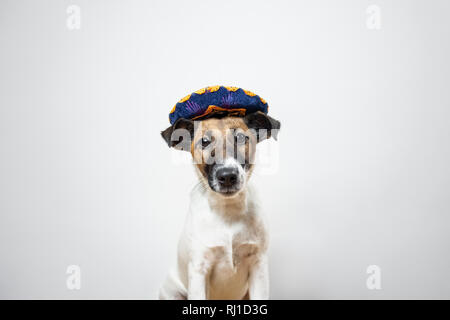 Portrait of cute puppy in mexican traditional hat posing in white background indoors. Smooth fox terrier dog dressed up in sombrero hat sitting in iso Stock Photo