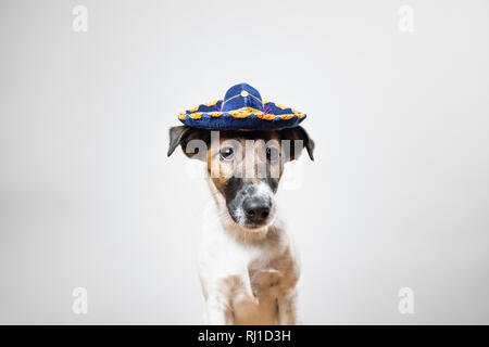 Portrait of cute puppy in mexican traditional hat posing in white background indoors. Smooth fox terrier dog dressed up in sombrero hat sitting in iso Stock Photo