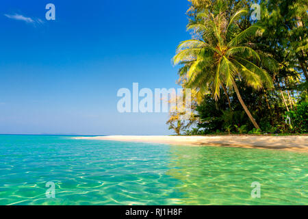 Palm and tropical beach Stock Photo