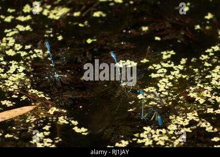 Common blue damselflies mating on a flower Stock Photo - Alamy
