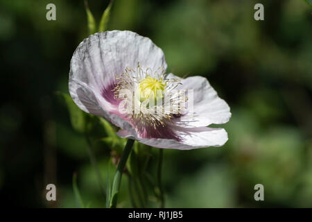 Close up of a large pink poppy flower Stock Photo