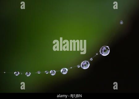 Water drops forming on a spiders web Stock Photo