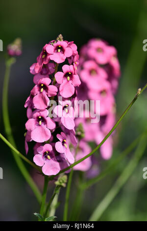 Close up diascia personata flowers in bloom Stock Photo