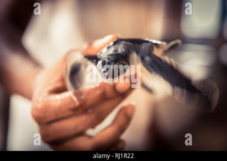 Hand holding carefully sea turtle in turtle farm nursery concept wild animal care and wildlife protection Stock Photo