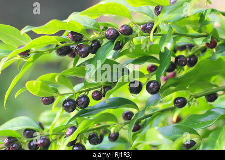 Sarcococca confusa. Sweet box 'Confusa' displaying berries in a UK garden - December. Stock Photo