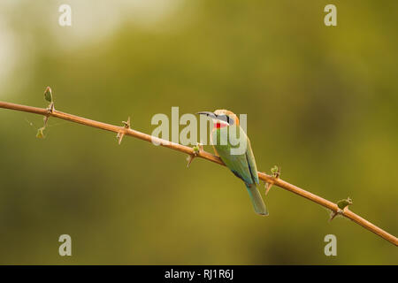 White-fronted Bee-eater in  the South Luangwa National Park (Zambia)