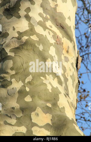 Platanus x hispanica.. Bark detail of a London Plane tree. Also called Platanus × acerifolia, - December, UK Stock Photo
