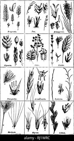 . Class-book of botany [microform] : being outlines of the structures, physiology, and classification of plants : with a flora of the United States and Canada. Botany; Botany; Plants; Plants; Botanique; Botanique; Plantes; Botanique. IV.. Please note that these images are extracted from scanned page images that may have been digitally enhanced for readability - coloration and appearance of these illustrations may not perfectly resemble the original work.. Wood, Alphonso, 1810-1881. New York; Cincinnati : American Book Co. Stock Photo