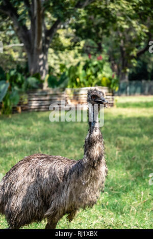 emu in Guatemalan zoo Stock Photo