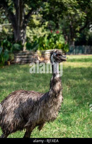 emu in Guatemalan zoo Stock Photo