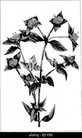 . Wild flowers of Canada [microform]. Wild flowers; Flowers; Botany; Fleurs sauvages; Fleurs; Botanique. . Please note that these images are extracted from scanned page images that may have been digitally enhanced for readability - coloration and appearance of these illustrations may not perfectly resemble the original work.. Iles, George, 1852-1942. Montreal : Montreal Star Stock Photo