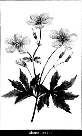 . Wild flowers of Canada [microform]. Wild flowers; Flowers; Botany; Fleurs sauvages; Fleurs; Botanique. Wf. Please note that these images are extracted from scanned page images that may have been digitally enhanced for readability - coloration and appearance of these illustrations may not perfectly resemble the original work.. Iles, George, 1852-1942. Montreal : Montreal Star Stock Photo