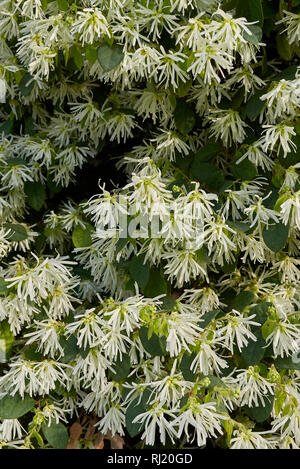 Loropetalum chinense Stock Photo