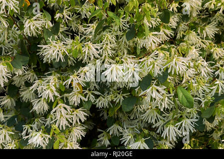 Loropetalum chinense Stock Photo