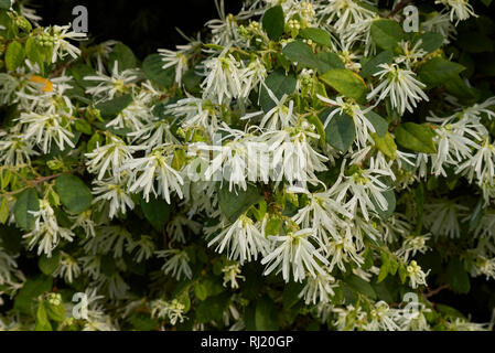 Loropetalum chinense Stock Photo