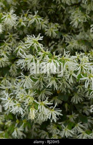 Loropetalum chinense Stock Photo