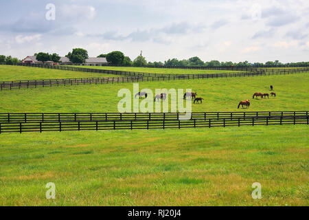 Horse Farm in the Countryside of Kentucky Stock Photo