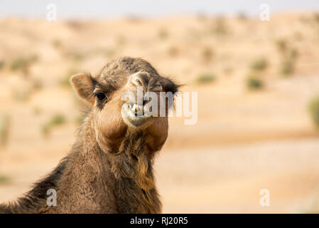 Closeup view of a camel making a funny face in the Sahara Desert near Douz, Tunisia Stock Photo