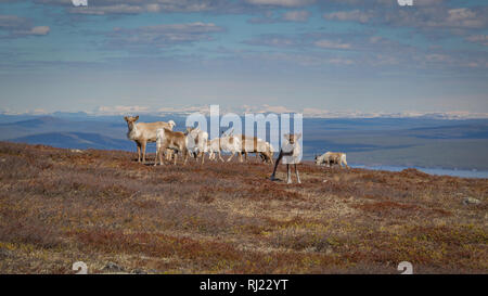 Reindeer herd grazing on a mountainside in Swedish Lapland with  beautiful vista in the background Stock Photo