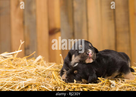two little puppies in a barn Stock Photo