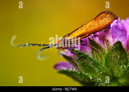 Macro image of Brassy Long horn moth - Nemophora metallica Stock Photo