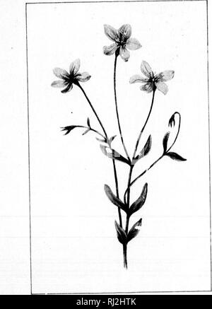 . Wild flowers of Canada [microform]. Wild flowers; Flowers; Botany; Fleurs sauvages; Fleurs; Botanique. . Please note that these images are extracted from scanned page images that may have been digitally enhanced for readability - coloration and appearance of these illustrations may not perfectly resemble the original work.. Iles, George, 1852-1942. Montreal : Montreal Star Stock Photo