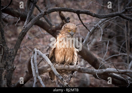 dusky eagle owl Stock Photo