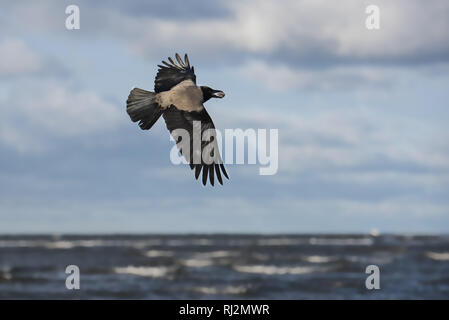 Flying hooded crow with a mussel shell in a beak Stock Photo