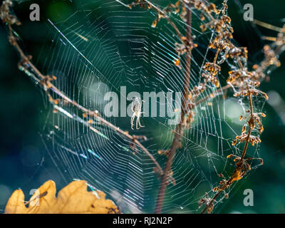 A Cardinal spider Tegenaria parietina waiting in the centre center of the silk web between twigs and branches back lit shot into the light in autumn Stock Photo