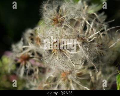 A close up close-up detail macro full frame of Clematic Vitalba old man's beard fluffy hairy flower flowers Stock Photo